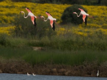 vakantie in sardinie - bungalows op loopafstand van zee (1).jpg